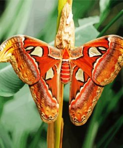 Atlas Moth Caterpillar Paint By Numbers