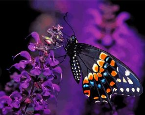 Black Swallowtail Paint By Numbers