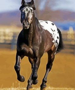 Black Appaloosa Paint By Numbers