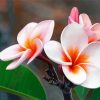 Plumeria Blossoms Paint By Numbers