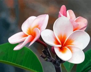 Plumeria Blossoms Paint By Numbers