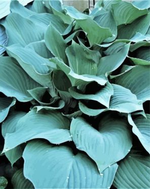 Angel Hosta Paint By Numbers