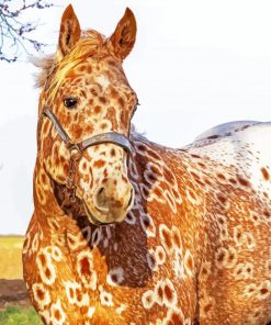 Aesthetic Appaloosa Paint By Numbers