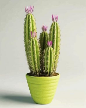 Cactus Pot Paint By Numbers