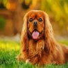 Brown Cavalier King Paint By Numbers