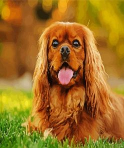 Brown Cavalier King Paint By Numbers