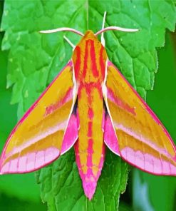 Elephant Moth Paint Numbers