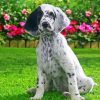 Aesthetic English Setter Paint By Numbers