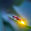 Firefly Insect Paint By Numbers