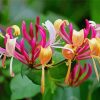 Honeysuckle Plants Paint By Numbers