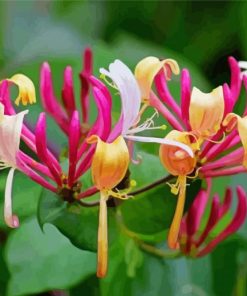 Honeysuckle Plants Paint By Numbers