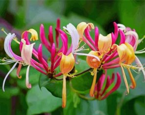 Honeysuckle Plants Paint By Numbers