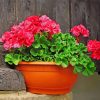 Geraniums Red Roses Paint By Numbers