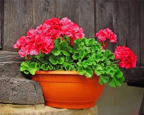 Geraniums Red Roses Paint By Numbers