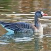 Fronted Goose Paint By Numbers