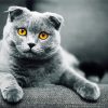 Scottish Fold Kitty Paint By Numbers