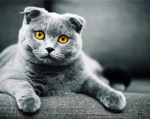 Scottish Fold Kitty Paint By Numbers