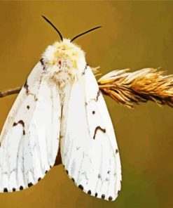 Gypsy Moth Paint By Numbers