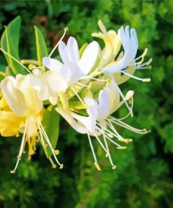 Honeysuckle Plant Paint By Numbers