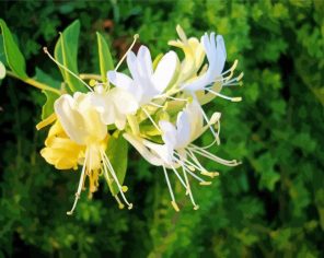 Honeysuckle Plant Paint By Numbers