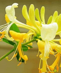 Blooming Honeysuckle Paint By Numbers