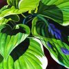 Artistic Hosta Plant Paint By Numbers