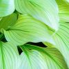 Aesthetic Hosta Leaves Paint By Numbers