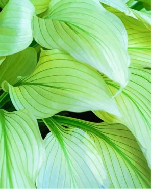 Aesthetic Hosta Leaves Paint By Numbers