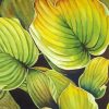 Aesthetic Hosta Paint By Numbers