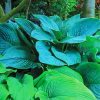 Hosta Grains Plant Paint By Numbers