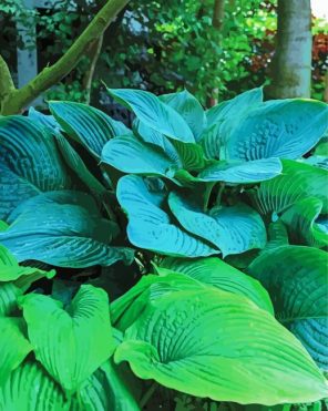 Hosta Grains Plant Paint By Numbers