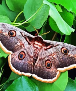 Lepidoptera Paint By Numbers