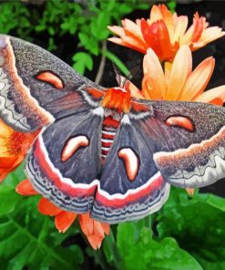 Lepidoptera Butterfly Paint By Numbers