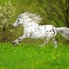 White Appaloosa Paint By Numbers