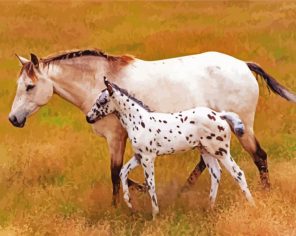 Appaloosa Mother Paint By Numbers