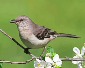 Aesthetic Northern Bird Paint By Numbers