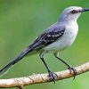 Northern Bird On Branch Paint By Numbers