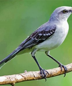 Northern Bird On Branch Paint By Numbers