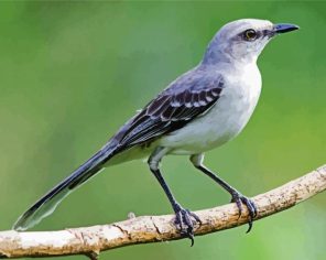 Northern Bird On Branch Paint By Numbers