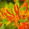 Orange Honeysuckles Paint By Numbers