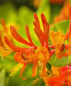 Orange Honeysuckles Paint By Numbers