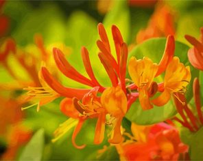 Orange Honeysuckles Paint By Numbers