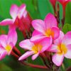 Pink Plumeria Paint By Numbers