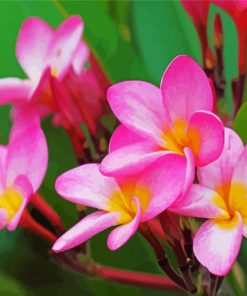 Pink Plumeria Paint By Numbers