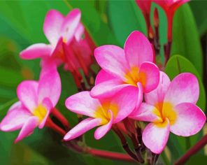 Pink Plumeria Paint By Numbers