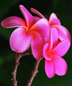 Plumeria Flowers Paint By Numbers