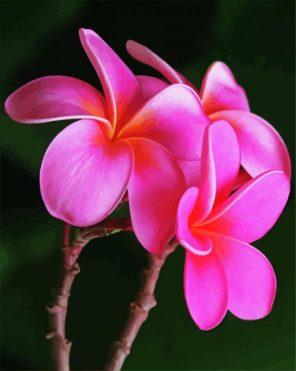 Plumeria Flowers Paint By Numbers