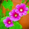 Pink Hollyhocks Paint By Numbers