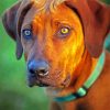 Ridgeback Animal Paint By Numbers