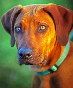 Ridgeback Animal Paint By Numbers